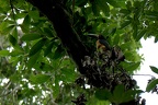 Araçari à collier (Pteroglossus torquatus)