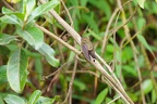Colibri à queue courte (Myrmia micrura)