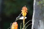 Colibri thalassin (Colibri thalassinus)