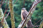 Epervier d'Europe (Accipiter nisus)