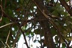 Gobe-mouche noir (Ficedula hypoleuca)