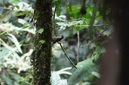 Grimpar à longue queue (Deconychura longicauda)