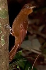 Grimpar roux (Dendrocincla homochroa)