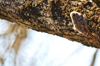 Grimpereau des bois (Certhia familiaris)