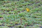 Paruline jaune (Dendroica petechia)