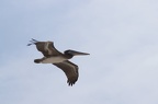 Pelican brun (Pelecanus occidentalis)