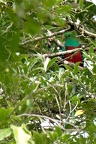 Quetzal resplendissant (Pharomachrus mocinno)