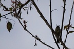Taurillon mésange (Anairetes parulus)