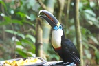 Toucan à bec rouge (Ramphastos tucanus)