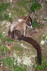 Coati à nez blanc (Nasua narica)