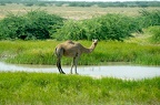 Dromadaire ou chameau d'Arabie (Camelus dromedarius)