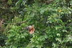 equ2013-4693